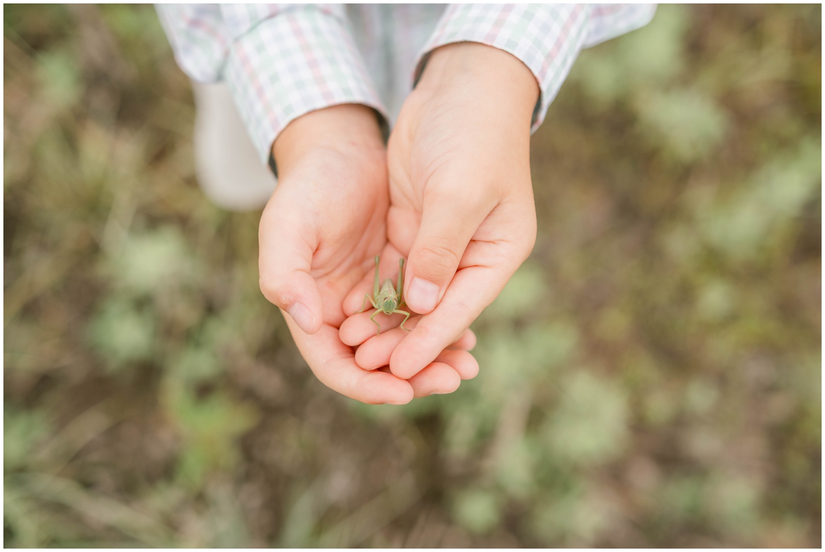 Details of a grasshopper in a young boy's hands