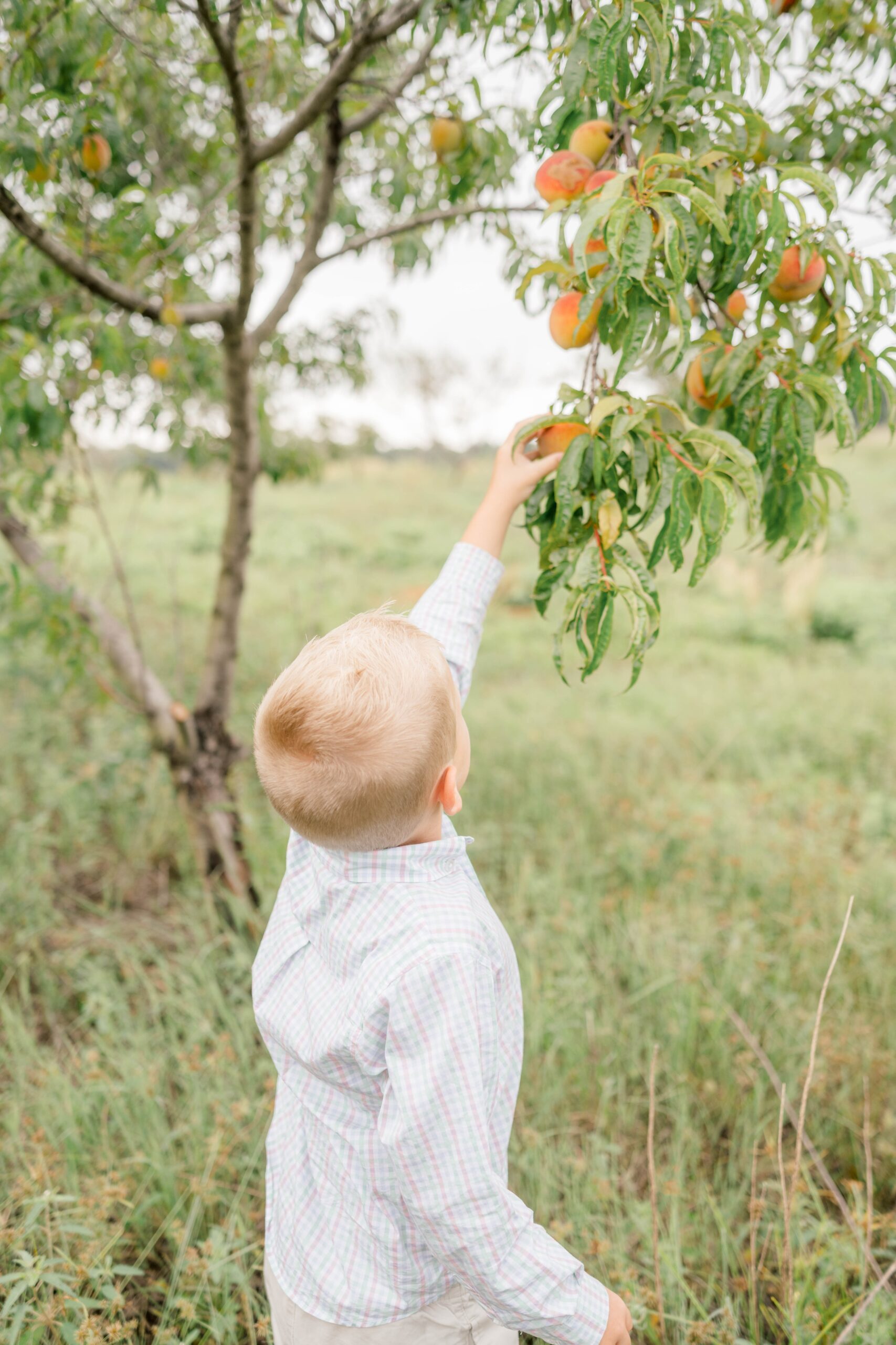 A young boy in a long sleeve shirt reaches to pick peaches off a tree