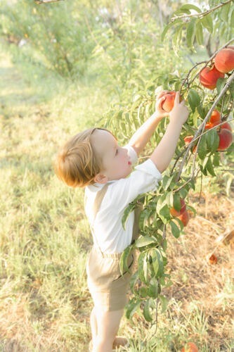 peach tree farm photos of a boy picking the peaches